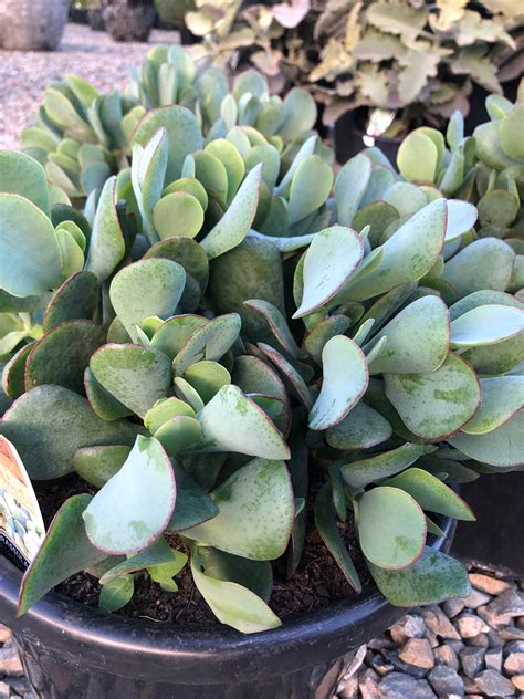 Crassula Arborescens Blue Bird Plant Culture