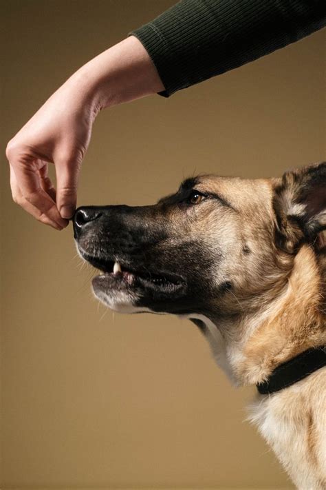 Dog behaviorist – Artofit