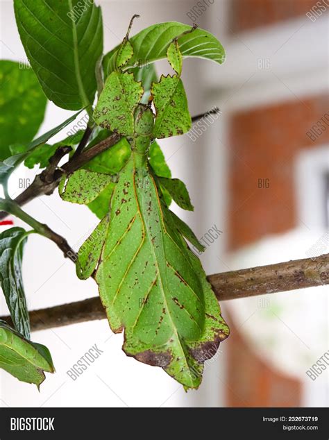 Leaf Insect ( Walking Image & Photo (Free Trial) | Bigstock