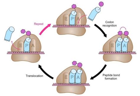 DNA Translation - Phases - TeachMePhysiology