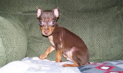 Miniature Pinscher For Sale In Vancouver Petzlover