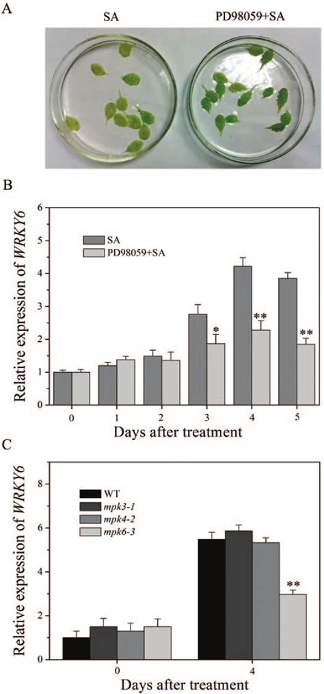 MPK6 Promotes WRKY6 Expression In SA Induced Leaf Senescence A The