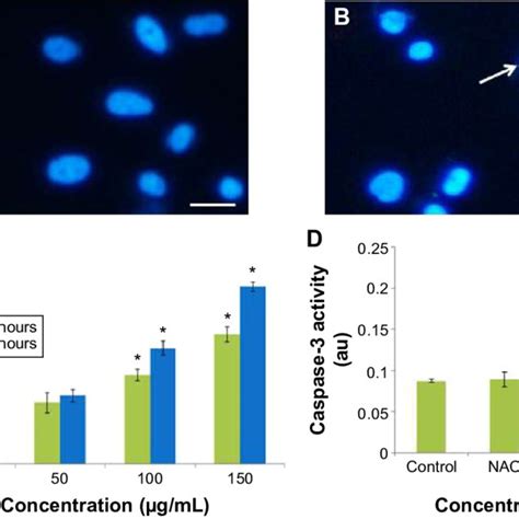 Shape And Size Of L929 Cells Notes A Untreated Cells B Cells