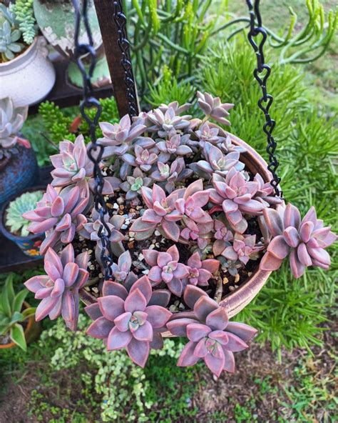 Types Of Graptosedum Pictorial Guide