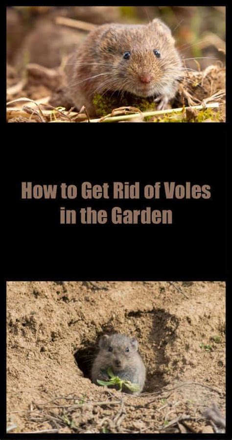 How To Get Rid Of Voles In The Garden 7 Natural Fast Ways Artofit