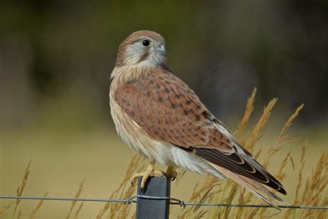 common types  falcons  pictures  identification