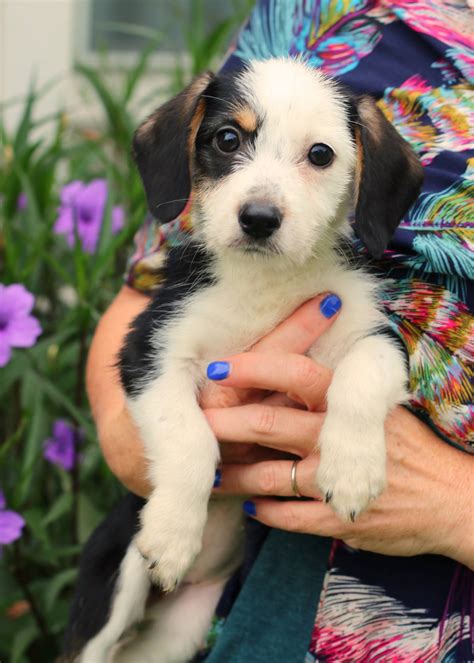 Animal A.I.D. of Mississippi – Pet Adoption, Fostering & Volunteer