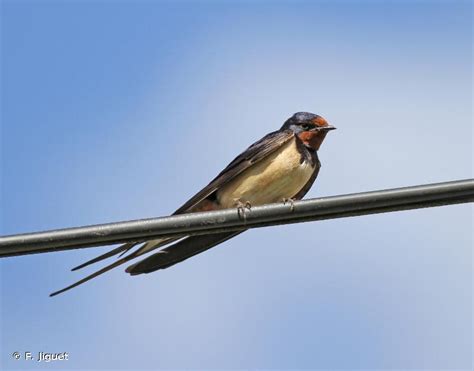 Hirundo Rustica Linnaeus 1758 Hirondelle Rustique Hirondelle De