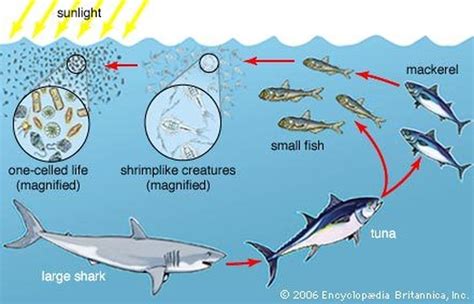 food chain - OCEAN BIOME -Jorge Carranza