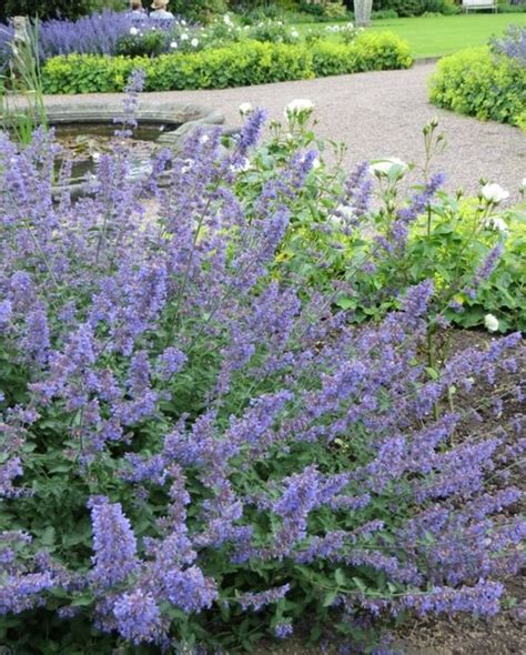 Nepeta Six Hills Giant