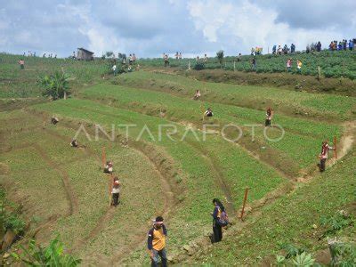 Penanaman Pohon Di Lahan Kritis Antara Foto