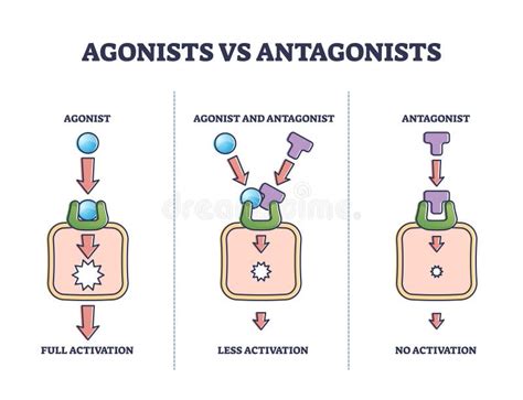 Agonistes Vs Antagonistes Comportement Des Médicaments Au Schéma D ...