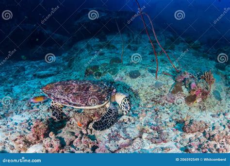 Hawksbill Sea Turtle Eretmochelys Imbricata Feeding On A Tropical Coral