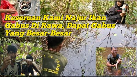 Pasang Tajur Di Rawa Dapat Gabus Yang Besar Besar Youtube