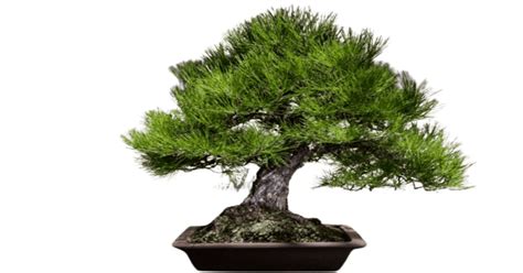 10 Best Bonsai Pine Trees