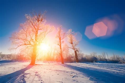 Premium Photo | Snowy forest with different trees against the sky