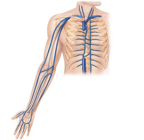 Arm Veins Diagram Quizlet