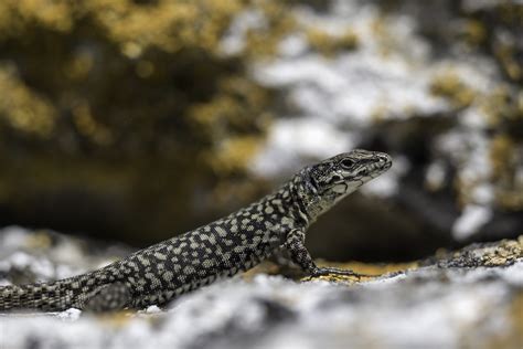 Podarcis liolepis 5160451 Lézard catalan Larzac Flickr