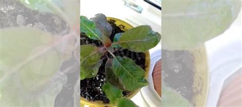 Цветы домашние в горшках купить в Тольятти | Товары для дома и дачи | Авито