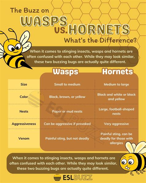 Wasp vs. Hornet: What's the Buzzing Difference? - ESLBUZZ