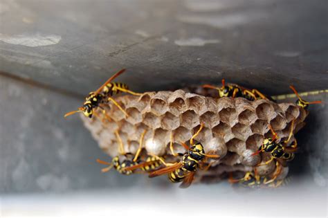 6 Different Types Of Wasp Nests With Pictures