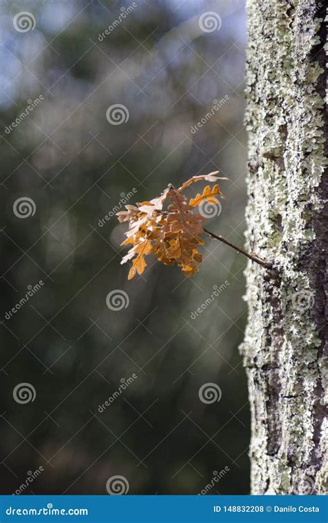 木头在雨以后的秋天 库存照片 图片 包括有 盖帽 室外 特写镜头 高涨 工厂 自治权 本质 148832208