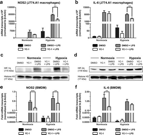 Yc 1 Attenuates Pro Inflammatory Differentiation Of Macrophages Ab