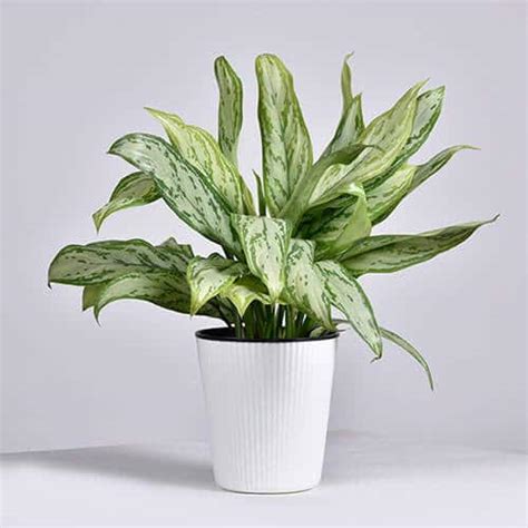 17 Best Types of Chinese Evergreen Varieties | Balcony Garden Web