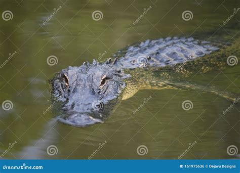 Looking Down the Snout of an Alligator in the Swamp Stock Photo - Image ...