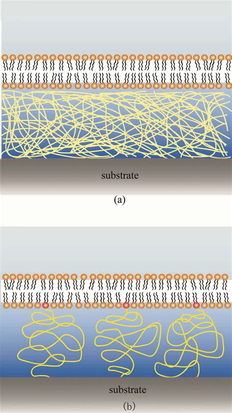 Polymer Supported Lipid Bilayers