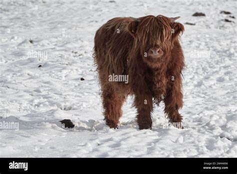 Highland Cattle Calf Standing On Snow Covered Field On The Farm In