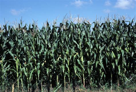 Zea Mays Poaceae Image At Phytoimages Siu Edu