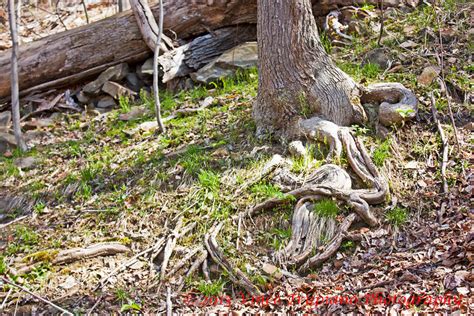 Tomlinson Run State Park Hiking Trails Vincetrupianophotography