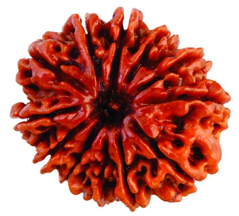 Saubhagya Global 12 Twelve Mukhi Rudraksha Lab Certified Siddha In