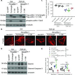 Asparaginyl Endopeptidase Aep Cleaved Cofilin In Vitro A Western