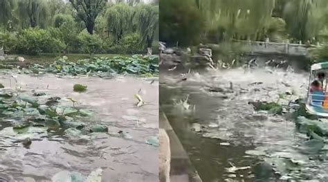 雨后大明湖中现群鱼跳跃 上演“鱼跃龙门”景观 数十条鱼落进游船手机新浪网