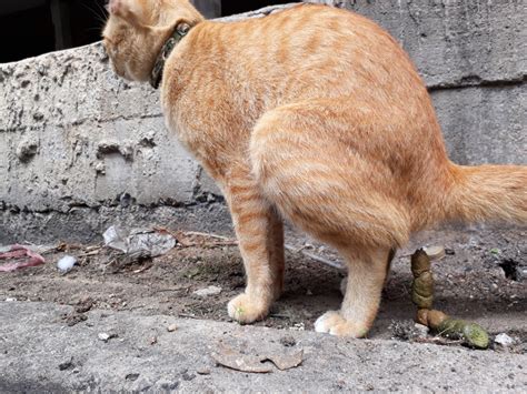 Katzenkot Welche Gefahren Gehen Von Den Hinterlassenschaften Aus