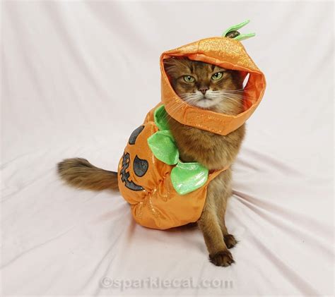 My Worst Halloween Cat Costumes - Summer’s Fabulous Cat Life