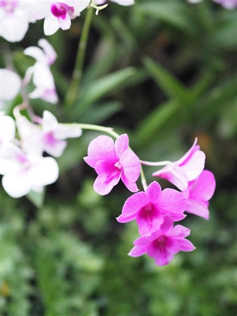 Pink Purple Orchids Dendrobium Lindley Orchidaceae Dendrobium