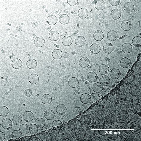 Representative Cryo Em Micrograph Of Gp26 À Empty P22 Particles An Fei