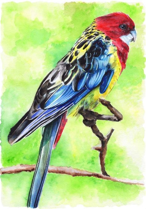 Eastern Rosella Watercolour Painting Painting Paintings Art Prints