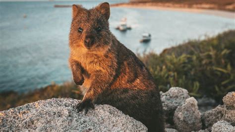 Travel Guide To Rottnest Island