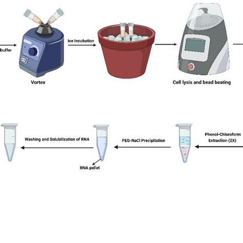 The Workflow Of Total RNA Extraction From Two Types Of Soils Mineral