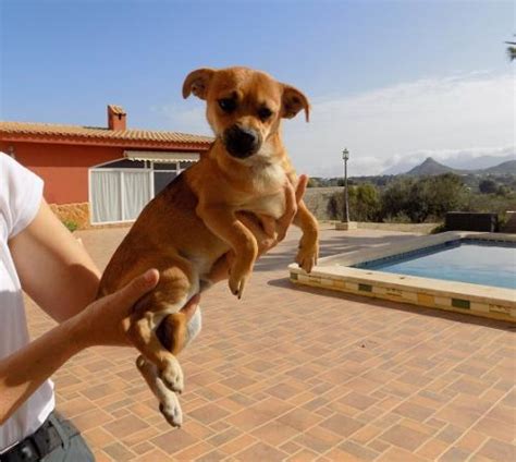 Percy Perro Adoptado En Castalla Alicante Bamb Difunde