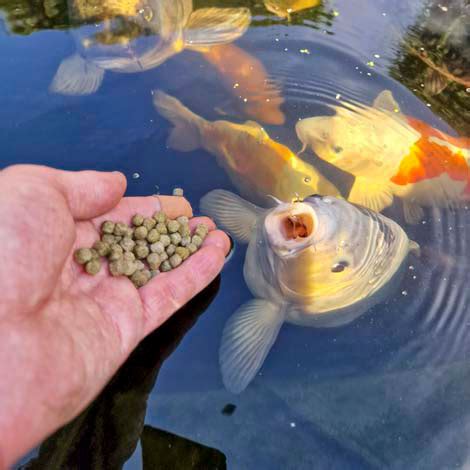 Can Koi Eat Goldfish Food? - The Pond Guy