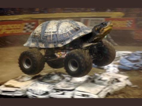 Speed Turtle, companion. +50 speed, +30 charisma. Gives user 30% ...