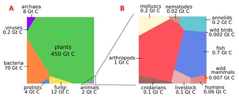 Distribution Of Biomass On The Planet Encyclopedia Of The Environment