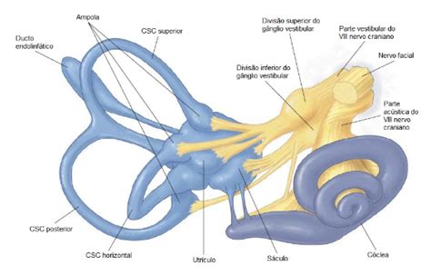 Neurite Vestibular Dr Douglas Ribeiro