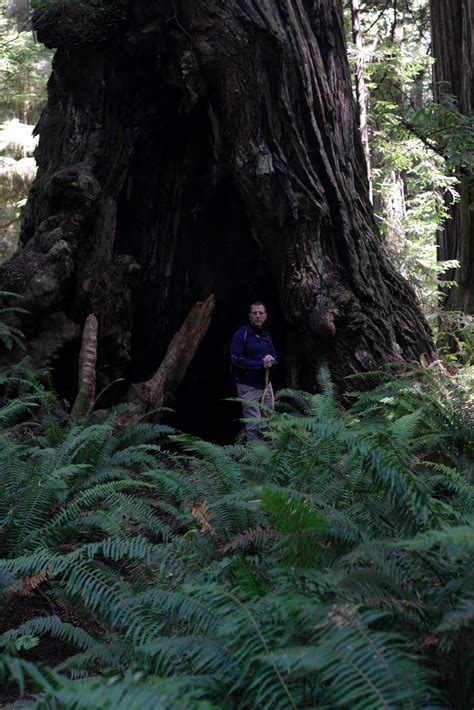 Nelda Mays Photography, Inc.: Redwood National Forest, Northern California