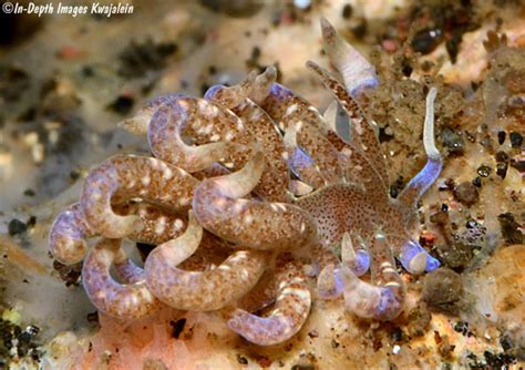 Phyllodesmium Macphersonae Nudibranch Bali